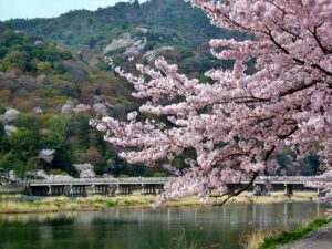 京都嵐山の桜