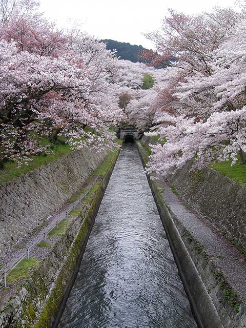 琵琶湖疎水の桜