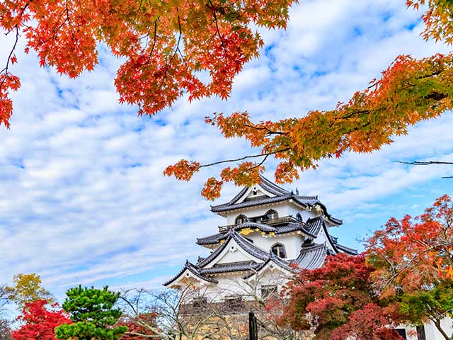 彦根城の紅葉
