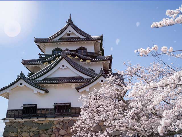 彦根城と満開の桜