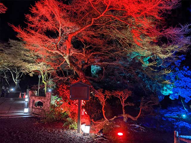 日吉大社のライトアップ