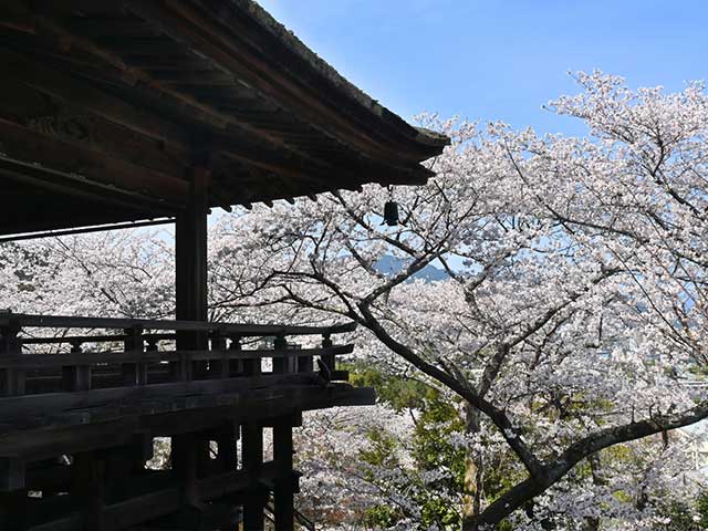 桜咲く滋賀県大津市三井寺の観月舞台