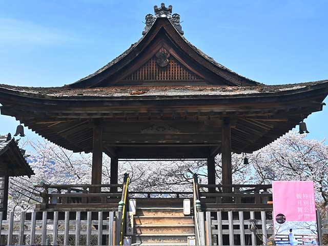 満開の桜咲く滋賀県大津市三井寺 観月舞台