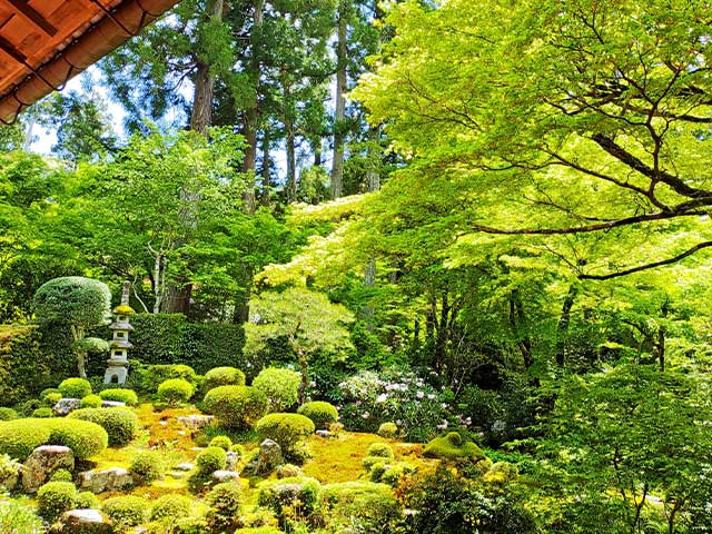 緑の大原三千院庭園